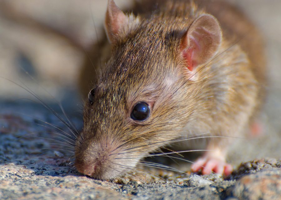 Wildlife damage repair in Independence