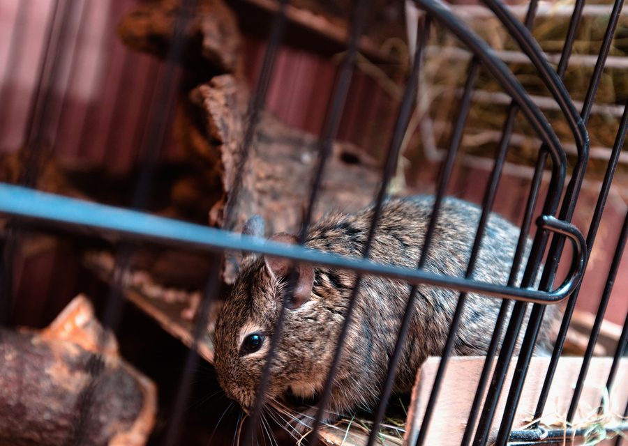 Wildlife damage repair in Tellico Plains