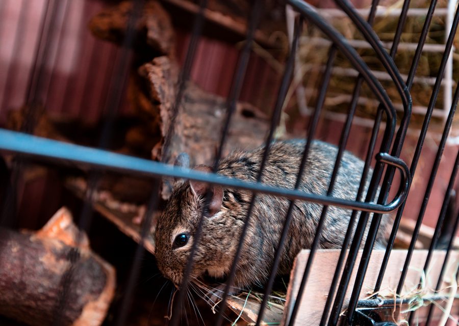Wildlife damage repair in Offutt Air Force Base
