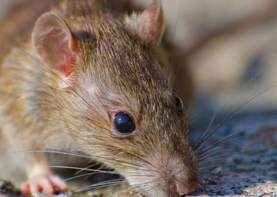 Wildlife damage repair in Rogers