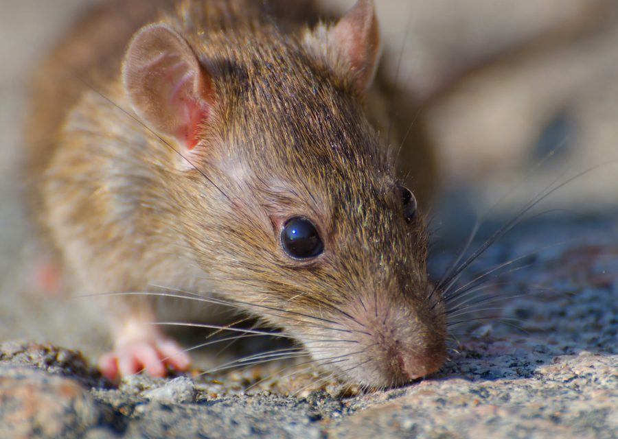 Wildlife damage repair in Hollister
