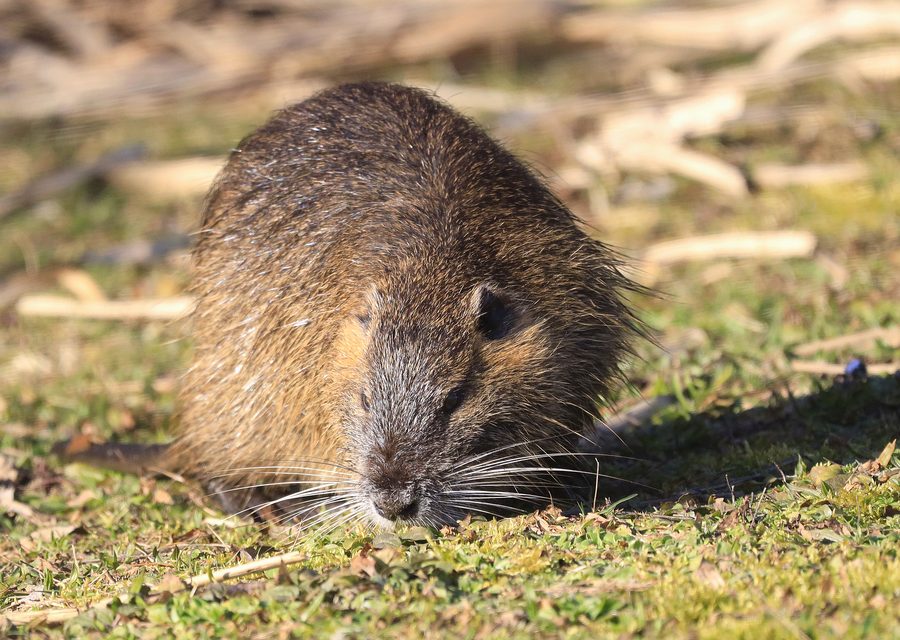 Wildlife damage repair in Neosho
