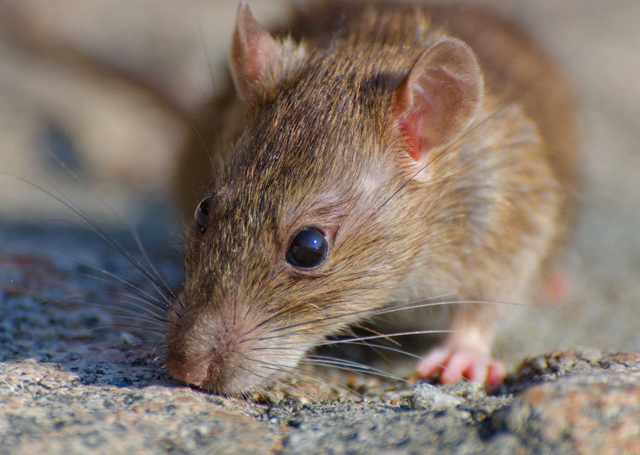 Wildlife damage repair in Elizabethton