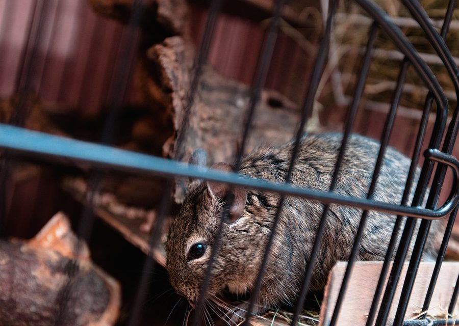 Wildlife damage repair in Springdale
