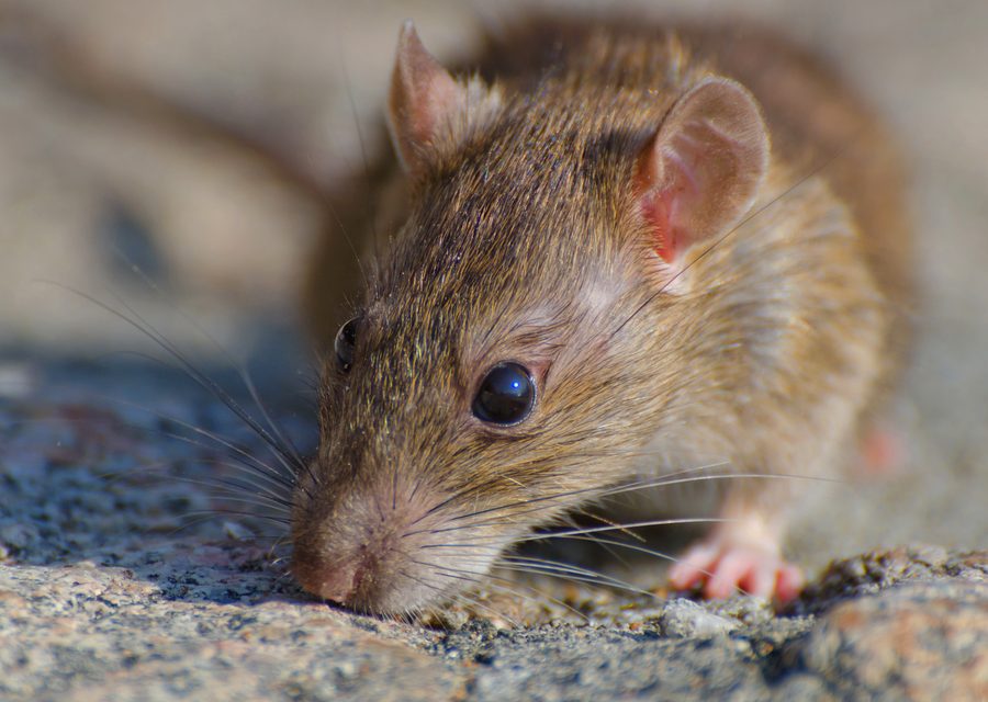 Wildlife damage repair in Crawford