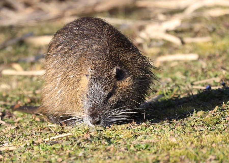 Wildlife damage repair in Bentonville