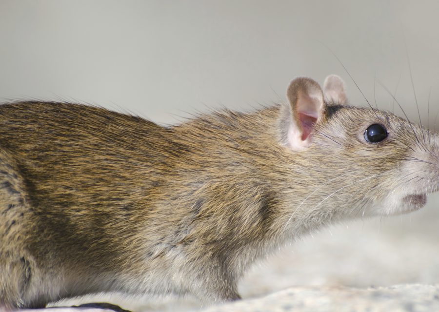 Wildlife damage repair in Ypsilanti