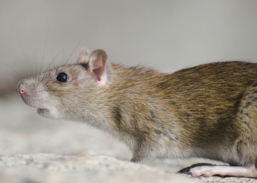 Wildlife damage repair in Cape Fair