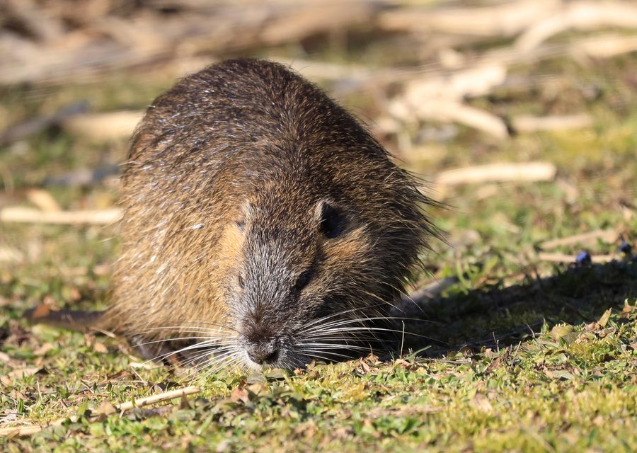 Wildlife damage repair in Lyon