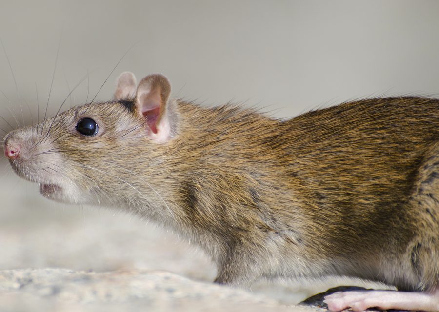 Wildlife damage repair in Blountville