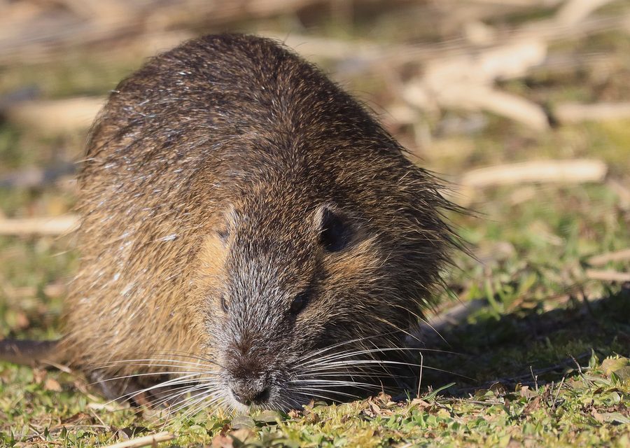 Wildlife damage repair in Ann Arbor