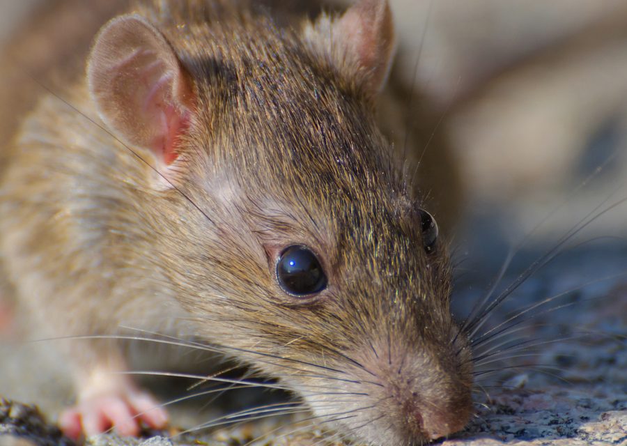 Wildlife damage repair in Sevierville