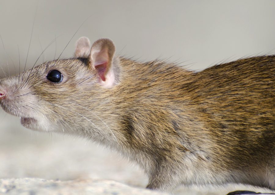Wildlife damage repair in Athens