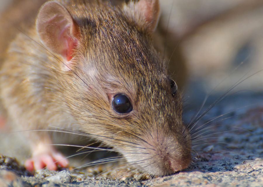 Wildlife damage repair in Milledgeville