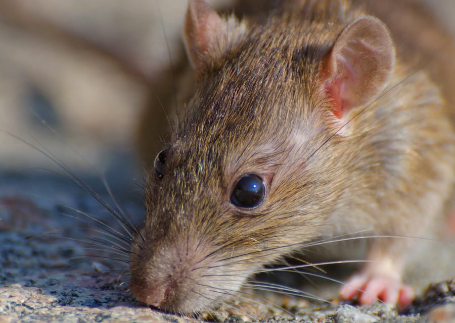 Wildlife damage repair in Charleston