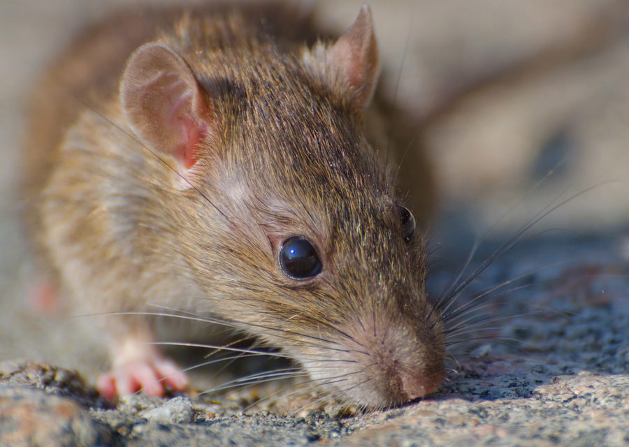 Wildlife damage repair in Ridgedale
