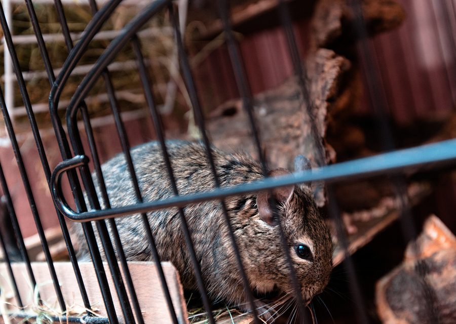 Wildlife damage repair in Stafford