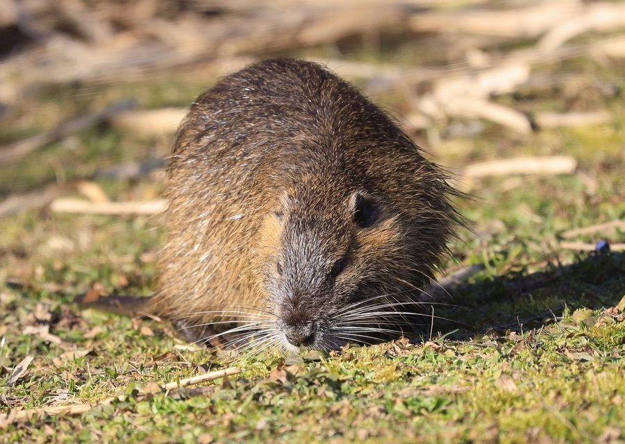 Wildlife damage repair in Berryville