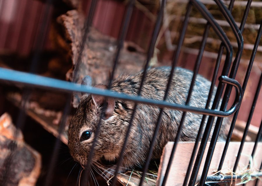 Wildlife damage repair in Mt Carmel