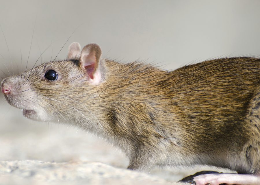 Wildlife damage repair in Oneida