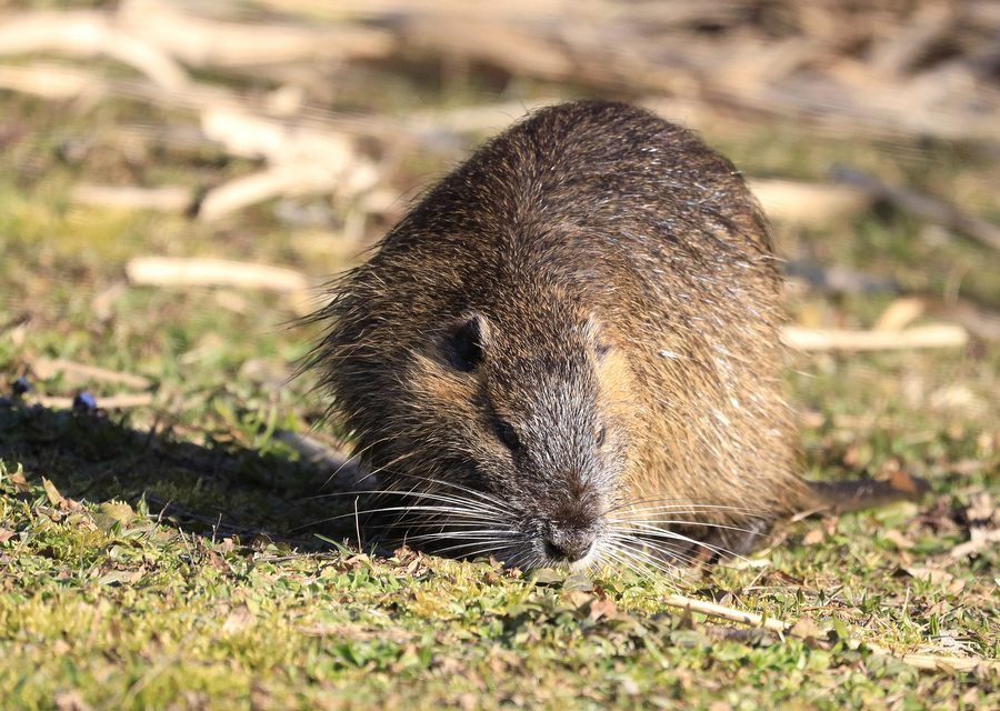 Wildlife damage repair in South West City
