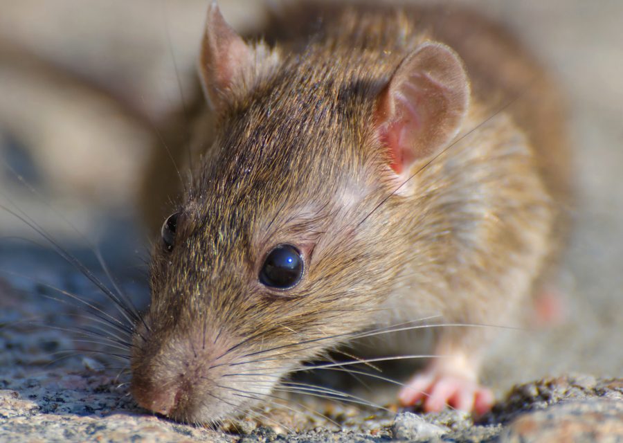Wildlife damage repair in Bushkill