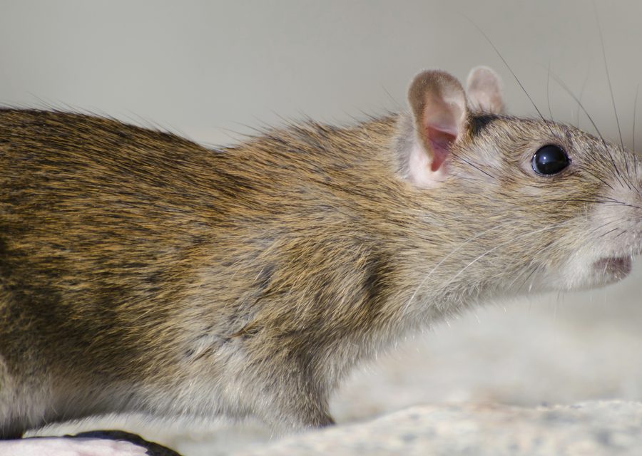 Wildlife damage repair in Jasper