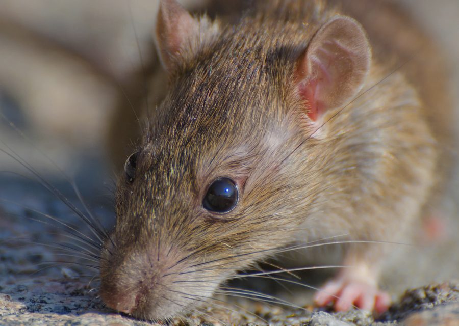 Wildlife damage repair in Bella Vista