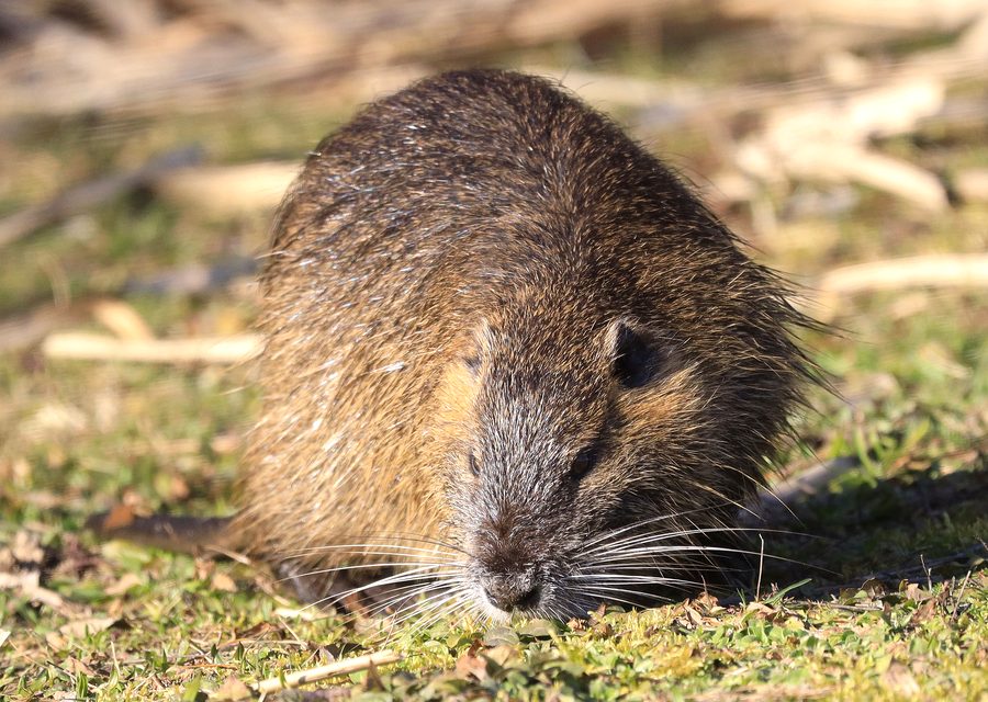 Wildlife damage repair in Oak Ridge