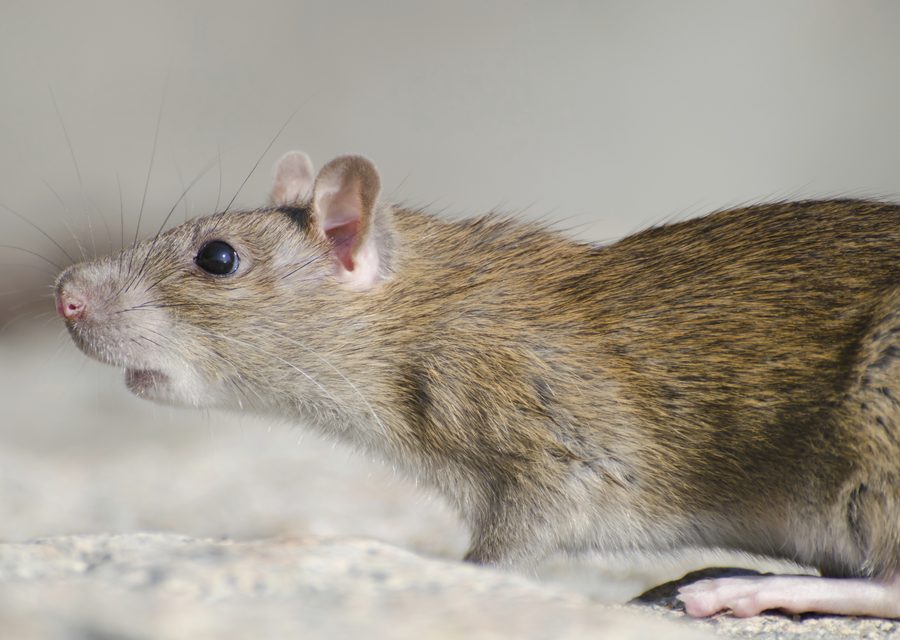 Wildlife damage repair in Highland