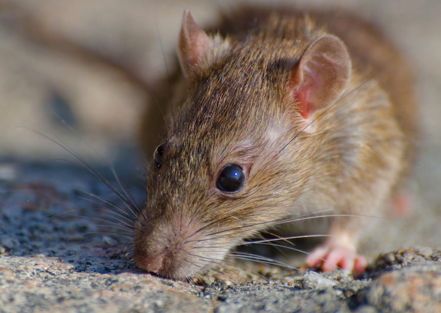 Wildlife damage repair in Washington
