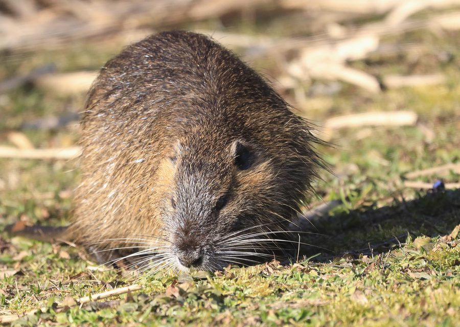 Wildlife damage repair in Spring