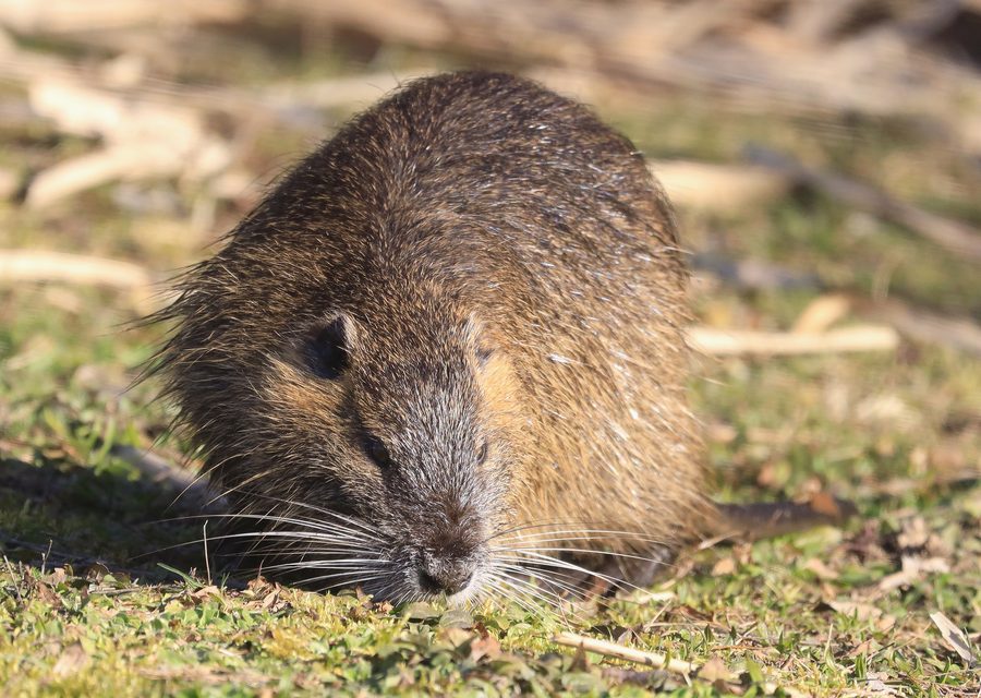 Wildlife damage repair in Maynardville