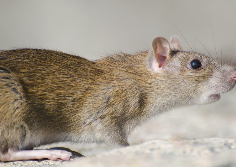 Wildlife damage repair in Decatur