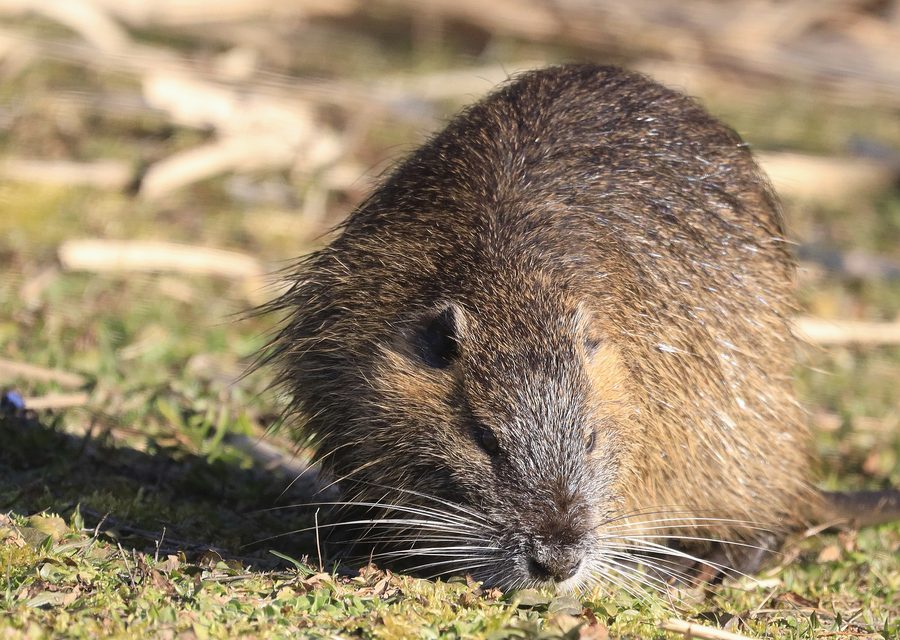 Wildlife damage repair in Fayetteville