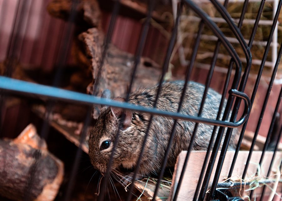 Wildlife damage repair in Rogersville