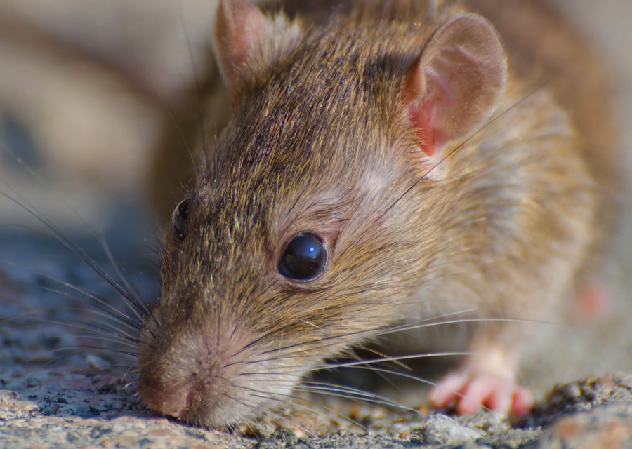 Wildlife damage repair in Houston