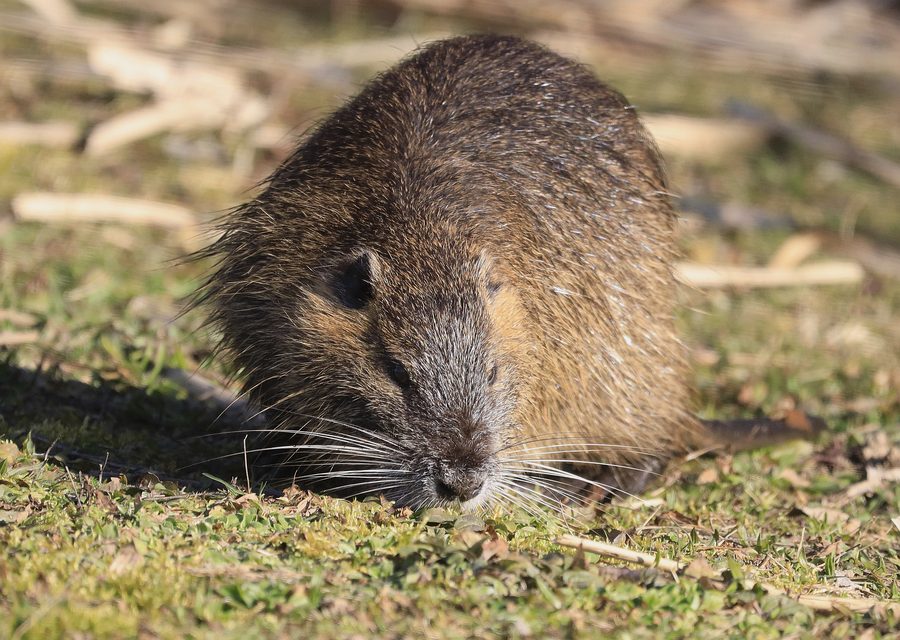 Wildlife damage repair in Sweetwater