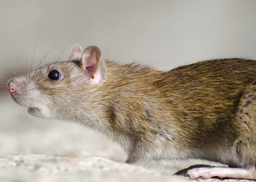 Wildlife damage repair in Eagle Rock