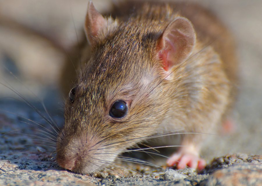 Wildlife damage repair in Walland
