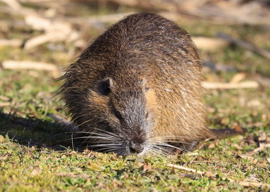 Wildlife damage repair in Madisonville