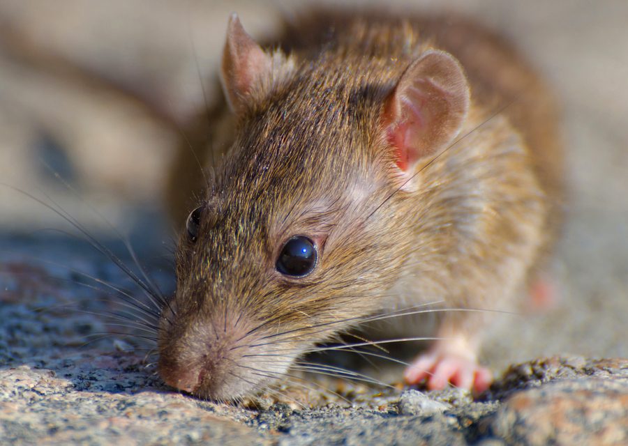 Wildlife damage repair in Morristown