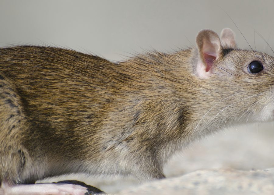 Wildlife damage repair in Richmond