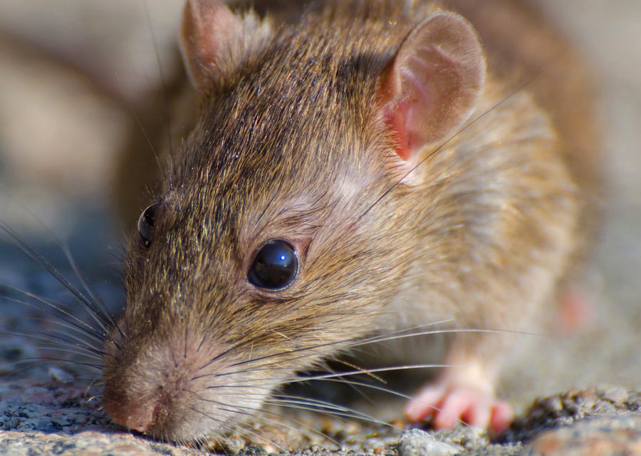 Wildlife damage repair in Farragut