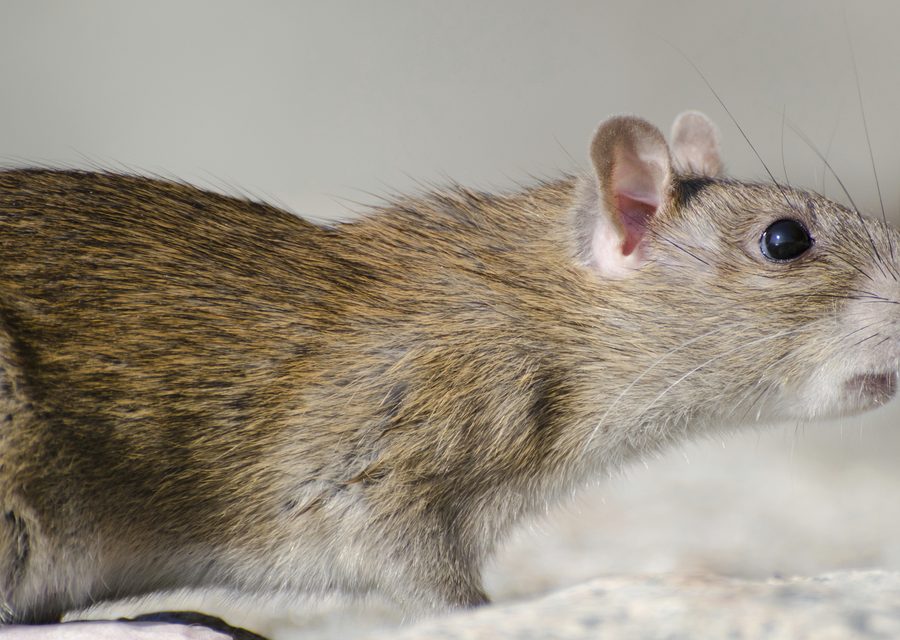 Wildlife damage repair in Holiday Island