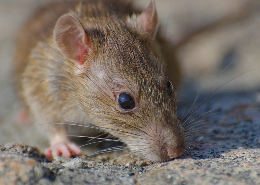 Wildlife damage repair in Oliver Springs
