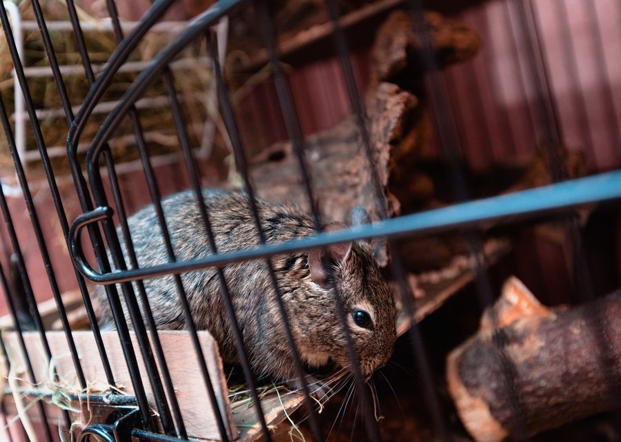 Wildlife damage repair in Tomball