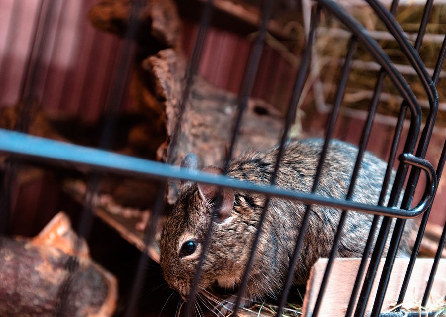Wildlife damage repair in Longswamp