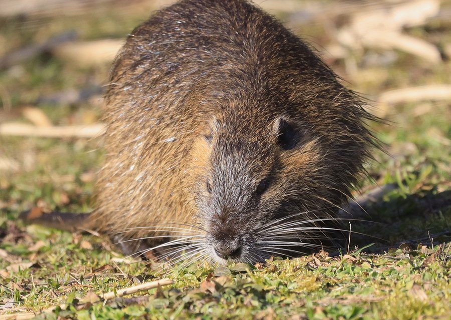 Wildlife damage repair in Fort Smith
