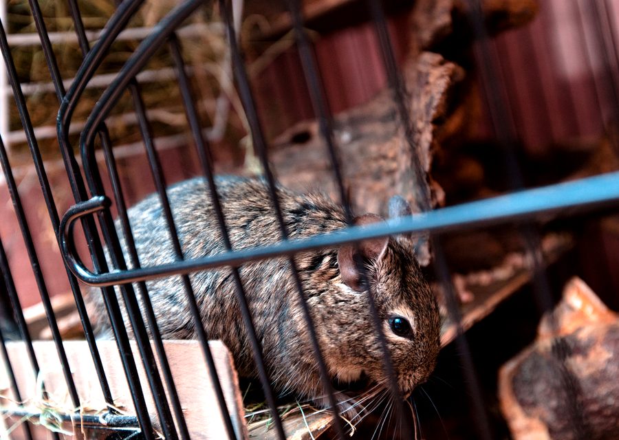Wildlife damage repair in Alcoa